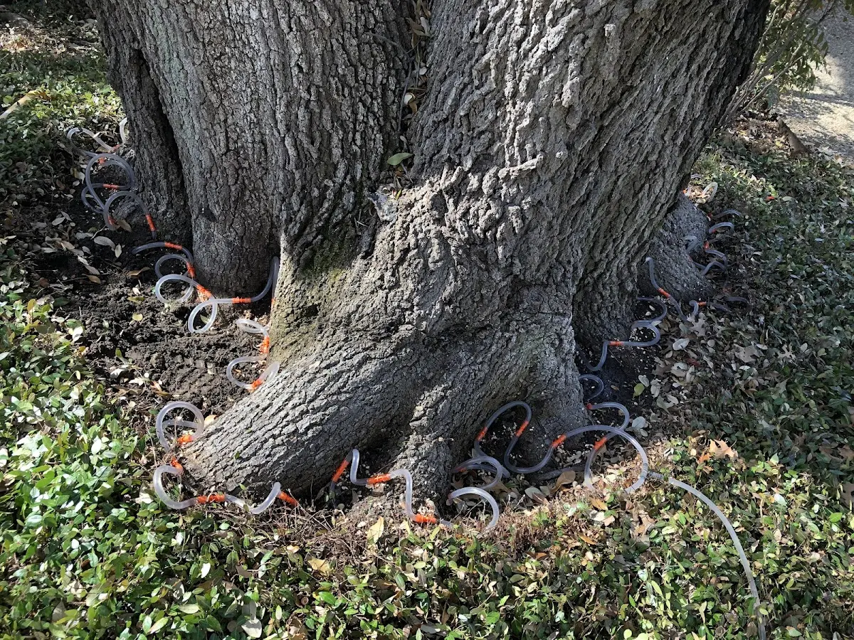 Detailed Tree Cabling and Bracing job site in Bennett